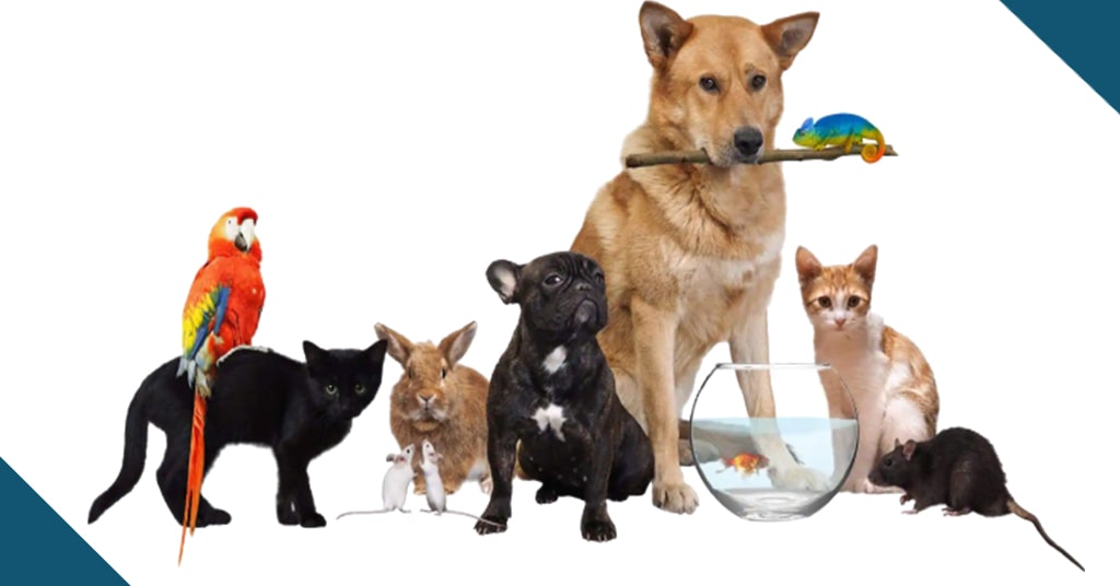 Ways to Apply for Pet Loans- Pets