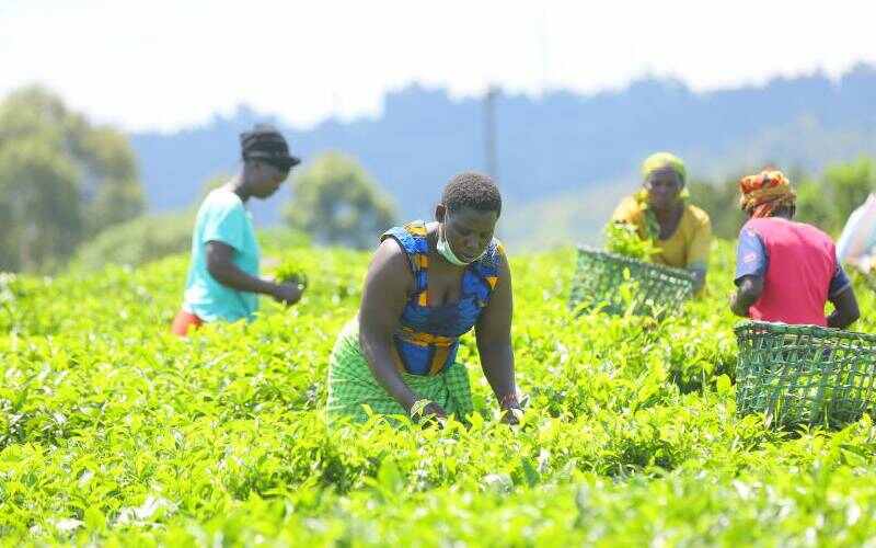 Challenges Faced By African Farmers